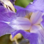 Sebat Rose Oil and Essential Oils Iris Germanica